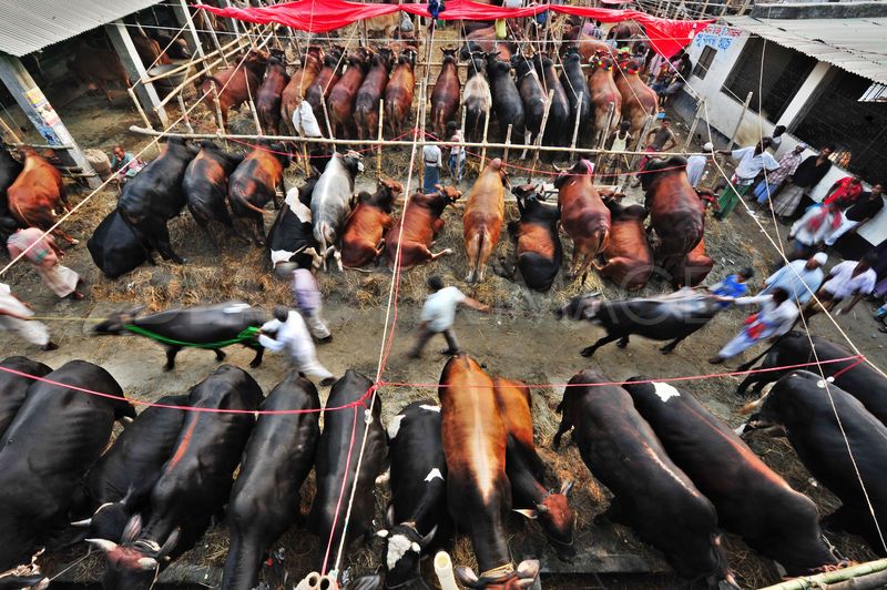 কোরবানির হাট ক্রেতার দখলে-ব্যবসায়ীর মাথায় হাত