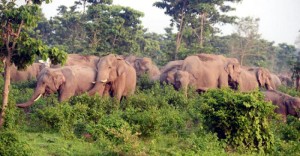 deaowangong Elephant-www.jatirkhantha.com.bd