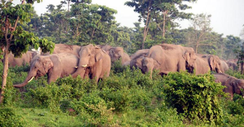 ভারতীয় বন্য হাতির সঙ্গে লড়াইয়ে   দুই ব্যক্তি নিহত  দেওয়ানগঞ্জে