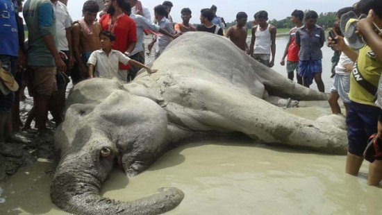 ‘বঙ্গ বাহাদুর’ এর রহস্যজনক মৃত্যু-পোষ্টমর্টেম