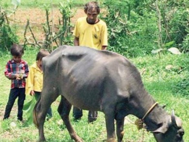 বিশ্বকাপের অলরাউন্ডার বালাজির বেহাল দশা-এখন মাঠে গরু চরান!