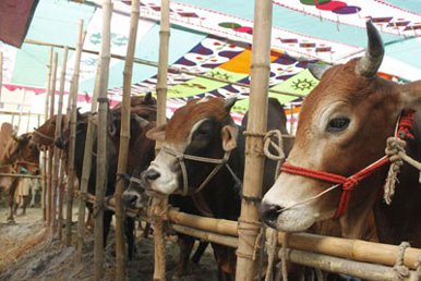 অস্থায়ী হাট ‘জোর করে’ গরু-ছাগল নামাচ্ছে-গরু ব্যবসায়ী সমিতির অভিযোগ আইজিপিকে