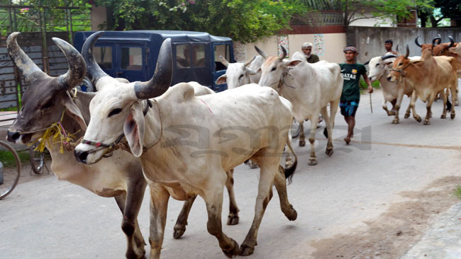 কোরবানীর গরু চাঁদাবাজদের কবলে