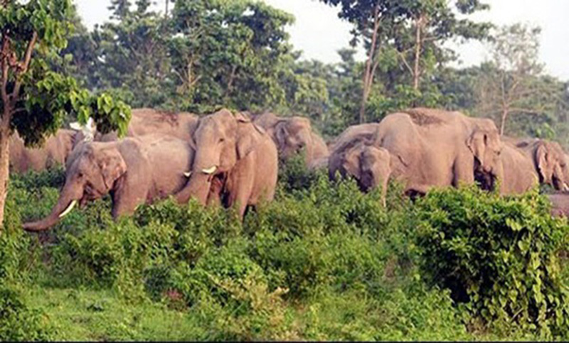 এবার ইন্ডিয়ার হাতির তান্ডবে  আলগার চরের বাসিন্দারা