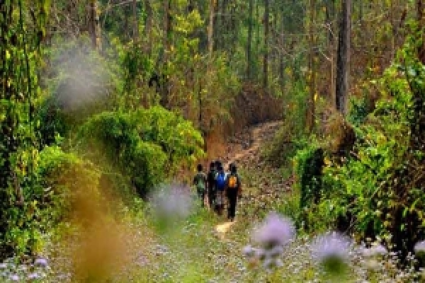 সুন্দরী গাছ চোর তিন  বন কর্মকর্তা বরখাস্ত