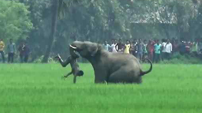 উখিয়ায় বন্যহাতির থাবায় চার রোহিঙ্গা