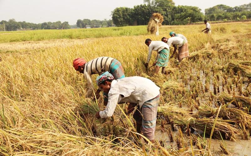 আমনের বাম্পার ফলন-উৎসব