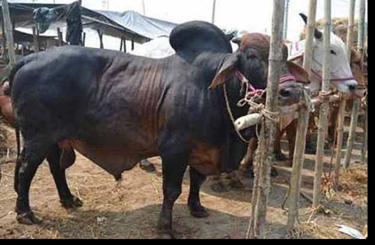 পশুরহাটে জালনোট ঠেকাতে ব্যাংকবুথ