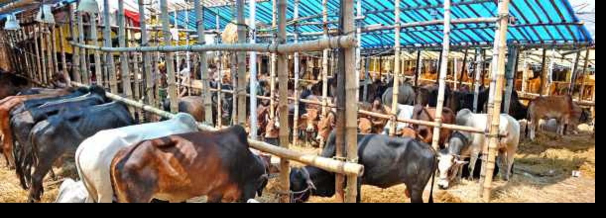ঢাকায় সস্তায় কোরবানি গরু মিলছে
