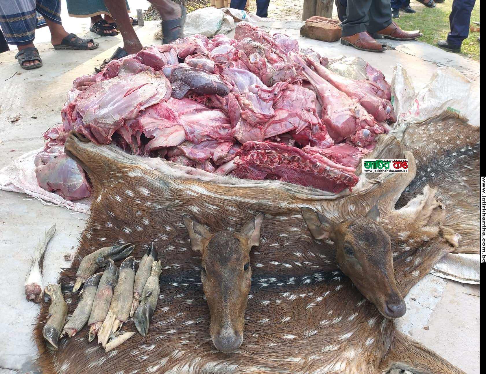 কোস্টগার্ড সোর্সের হরিণ শিকার বাণিজ্য