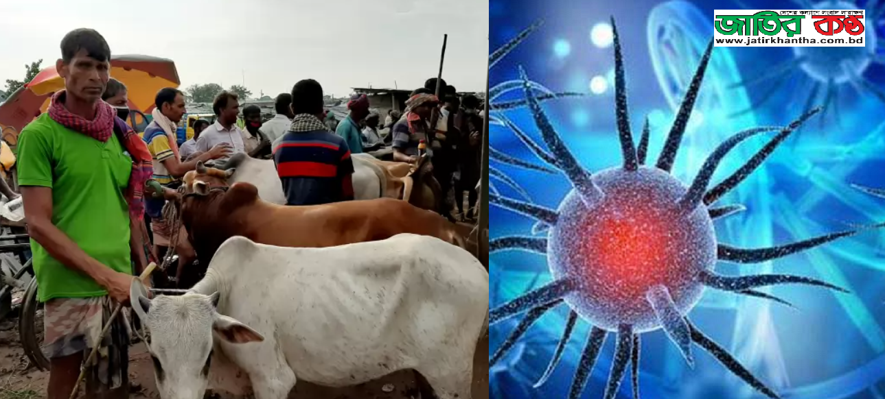 করোনায় ৪ মহানগরীর গরুহাট- অন্যত্র যাতায়াত বন্ধ’র পরামর্শ