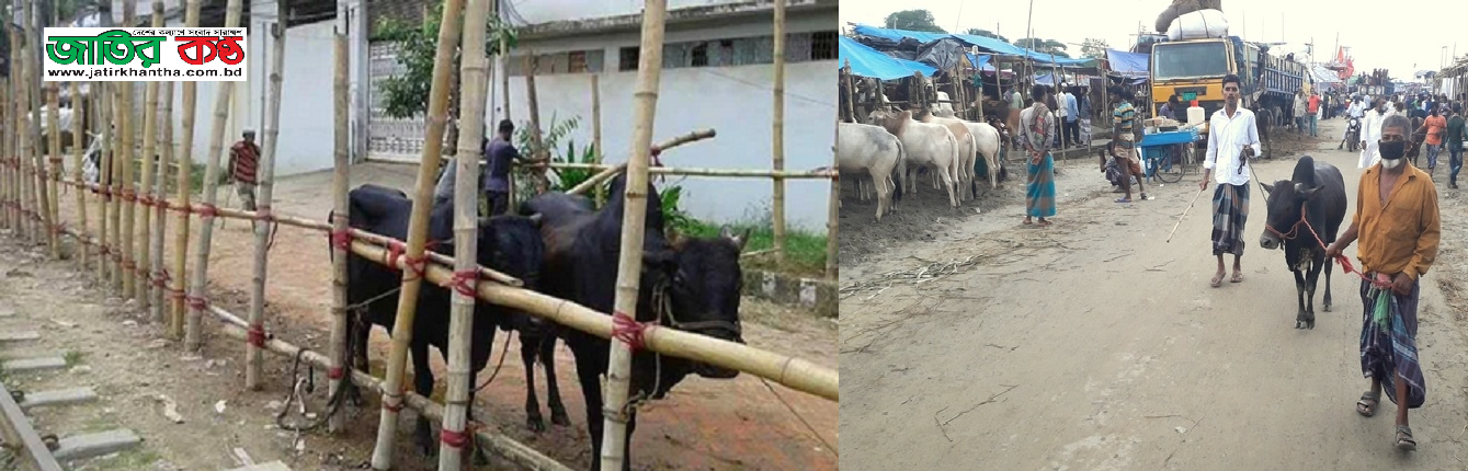 কোরবানীর গরু’ ছাগলের হাহাকার!