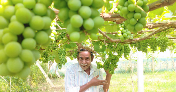 টসটসে যশোরের আঙুর