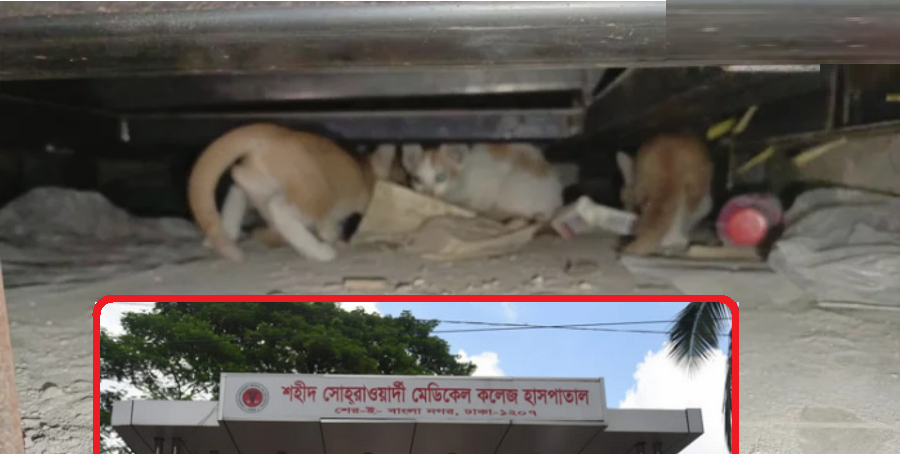 বিড়াল লাশ খেয়েছে-সোহরাওয়ার্দী হাসপাতালের লাশঘরের বেহাল দশা