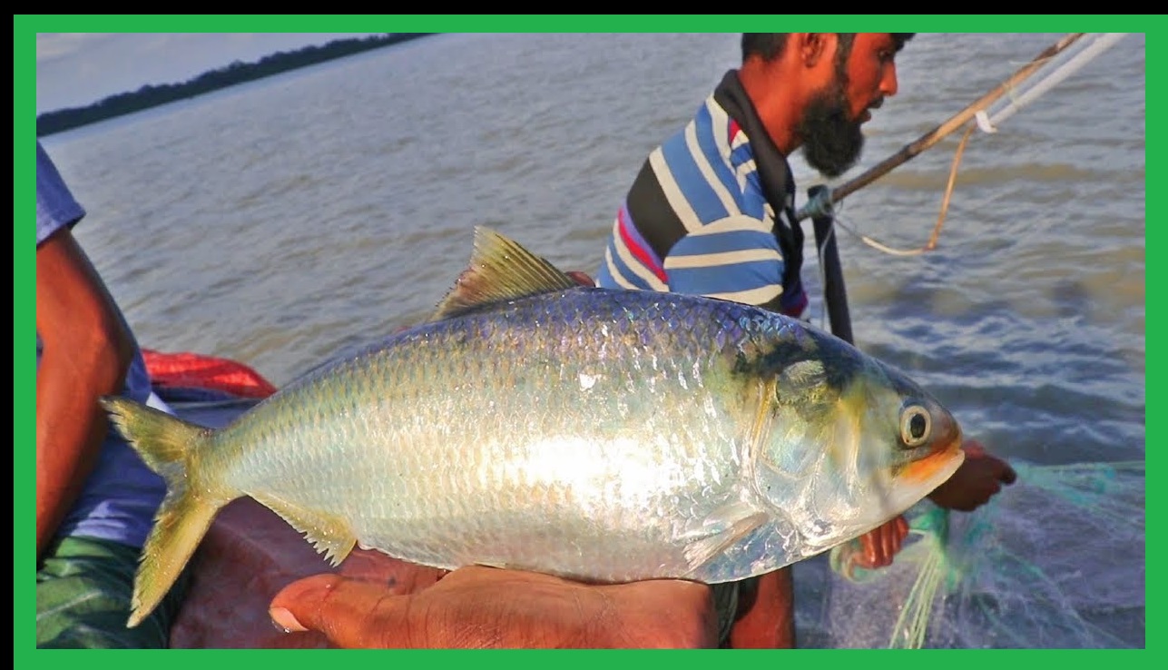 ইলিশ লুটছে ভারতীয়রা