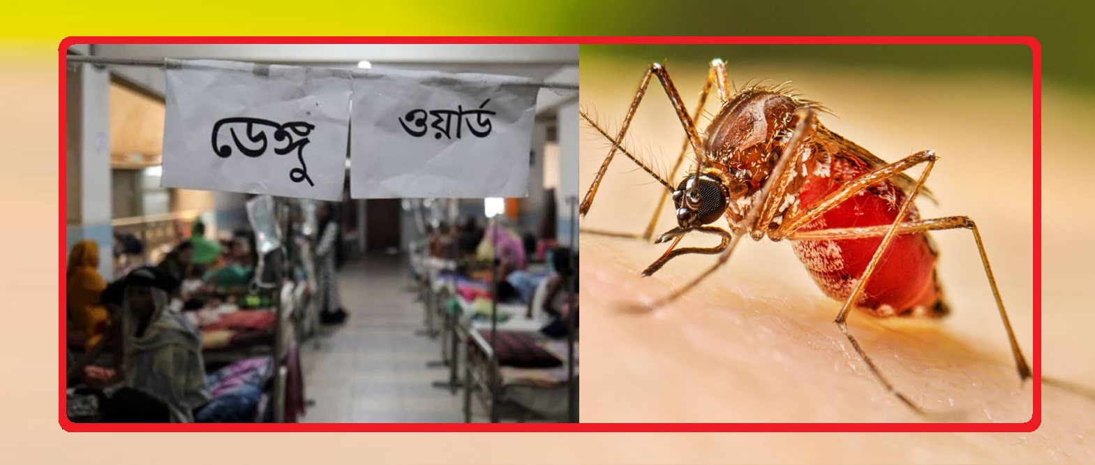 ডেঙ্গু বেড়েই চলেছে ১দিনে আক্রান্ত ২৪৮ জন