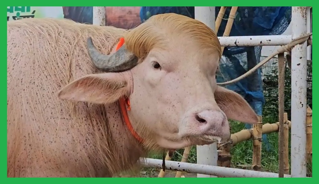 ডোনাল্ড ট্রাম্প হয়ে গেলো সাদা- মহিষ-চাকরী গেল কিউরেটরের